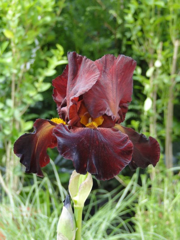 Iris Germanica Sultan'S Palace