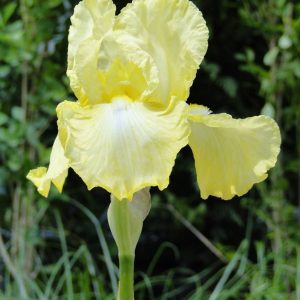 Iris Germanica Summer Olympics