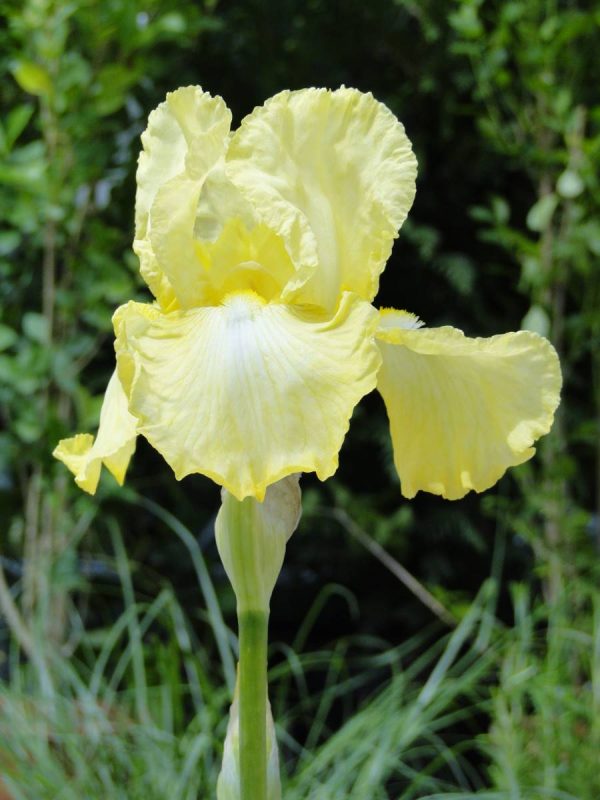 Iris Germanica Summer Olympics