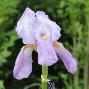 Iris Germanica Susan Bliss