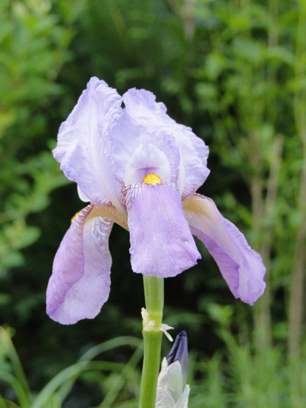 Iris Germanica Susan Bliss