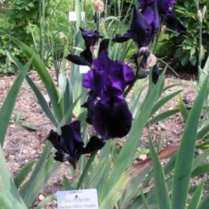 Iris Germanica Swahili