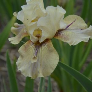 Iris Germanica Thornbird