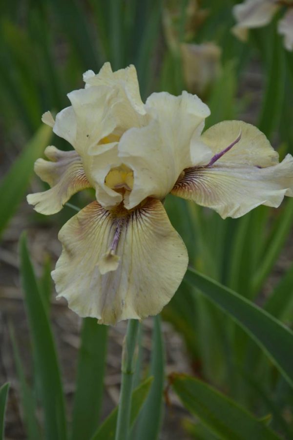 Iris Germanica Thornbird