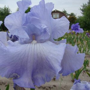 Iris Germanica Tide'S In
