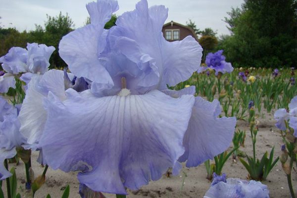 Iris Germanica Tide'S In