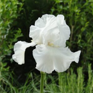 Iris Germanica Tufted Cloud