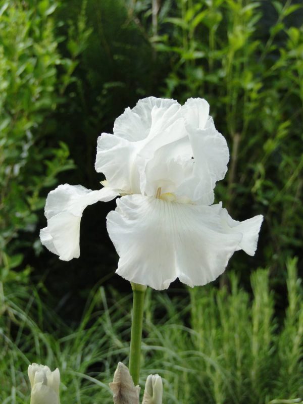 Iris Germanica Tufted Cloud