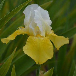 Iris Germanica Tulip Festival