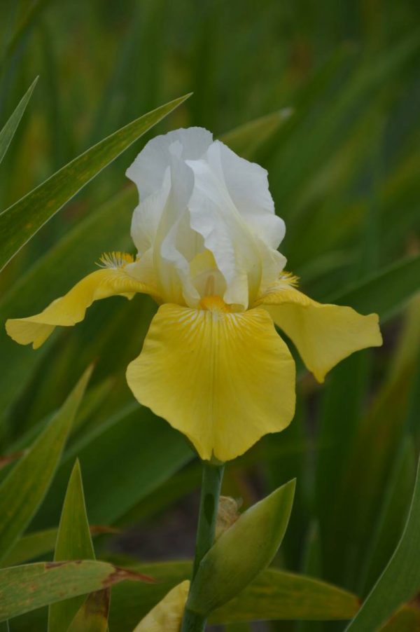 Iris Germanica Tulip Festival