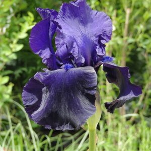 Iris Germanica Tuxedo