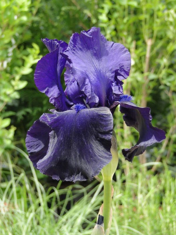 Iris Germanica Tuxedo