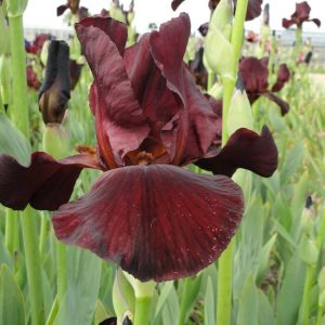 Iris Germanica Velvet Robe