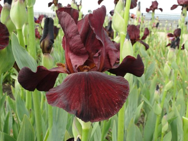 Iris Germanica Velvet Robe