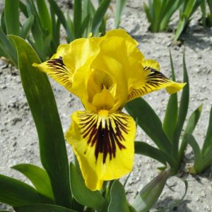 Iris Pumila Eye Bright