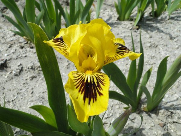 Iris Pumila Eye Bright