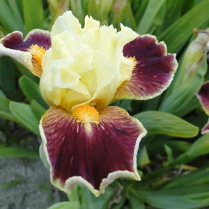 Iris Pumila Hola