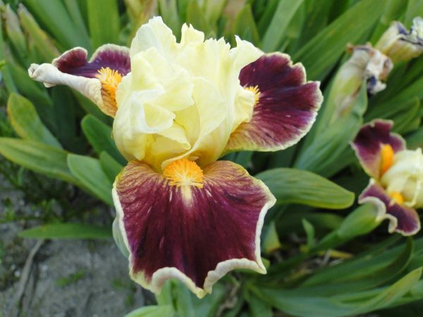 Iris Pumila Hola