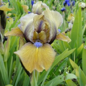 Iris Pumila Javainais