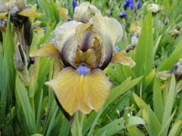 Iris Pumila Javainais