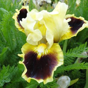 Iris Pumila Jazzmatazz