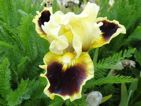 Iris Pumila Jazzmatazz