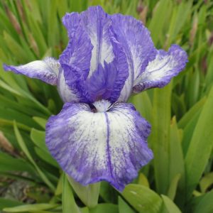 Iris Pumila Petit Polka