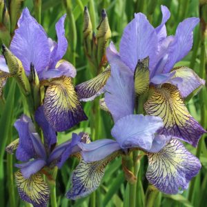 Iris sibirica Peacock Butterfly® Banish Misfortune®