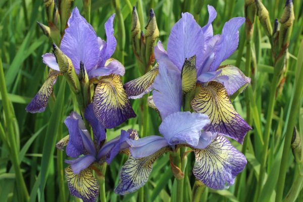 Iris sibirica Peacock Butterfly® Banish Misfortune®