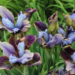 Iris sibirica Peacock Butterfly® Black Joker®