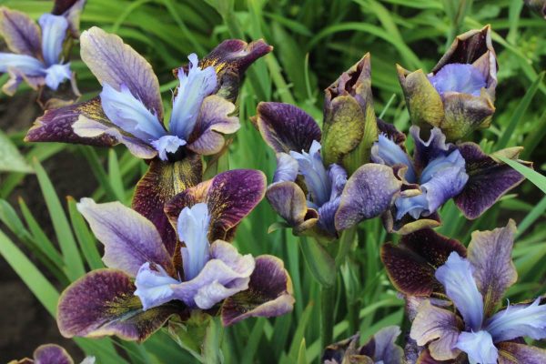 Iris sibirica Peacock Butterfly® Black Joker®