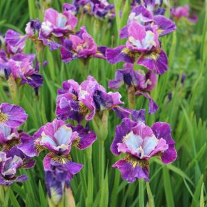 Iris sibirica Peacock Butterfly® Charming Billy®