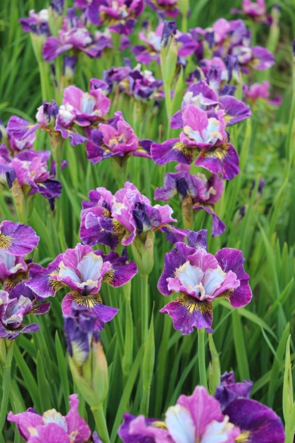 Iris sibirica Peacock Butterfly® Charming Billy®