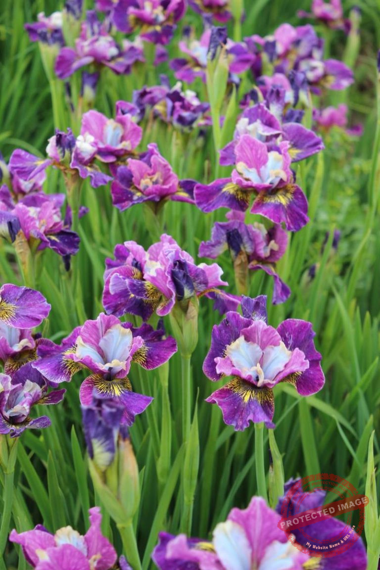Iris sibirica Peacock Butterfly® Charming Billy® | Verschoor Horticulture