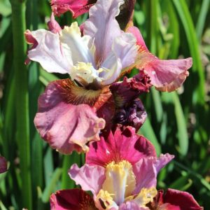 Iris sibirica Peacock Butterfly® Cherry Fling®