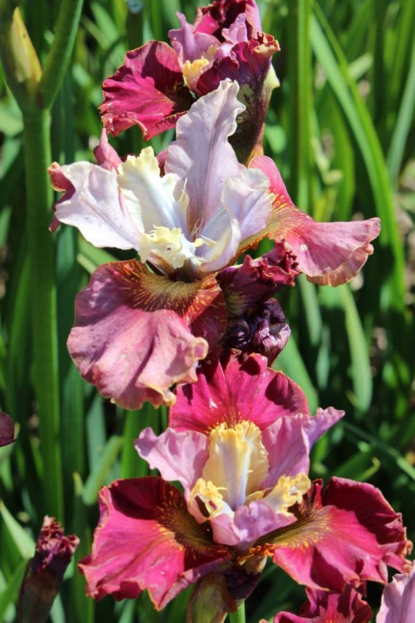 Iris sibirica Peacock Butterfly® Cherry Fling®