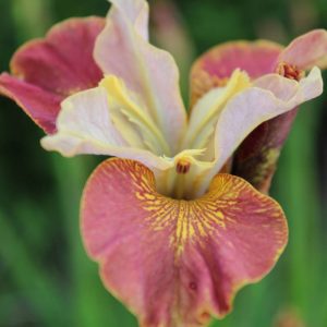 Iris sibirica Peacock Butterfly® Drink your Tea®