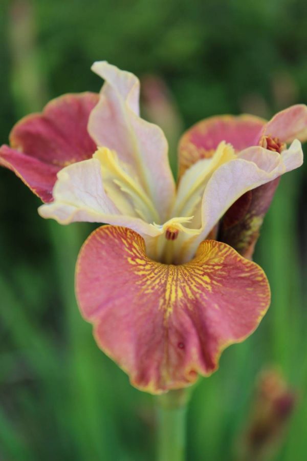 Iris sibirica Peacock Butterfly® Drink your Tea®