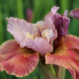 Iris sibirica Peacock Butterfly® Fancy me This®