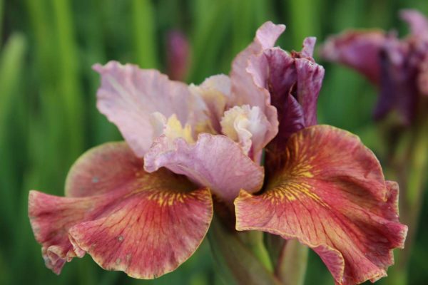 Iris sibirica Peacock Butterfly® Fancy me This®
