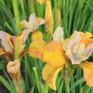 Iris sibirica Peacock Butterfly® Ginger Twist®