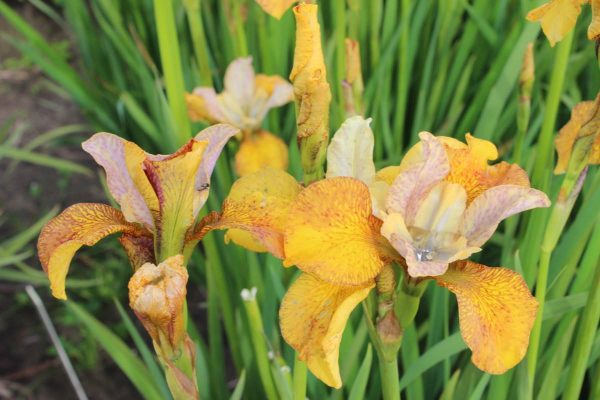 Iris sibirica Peacock Butterfly® Ginger Twist®