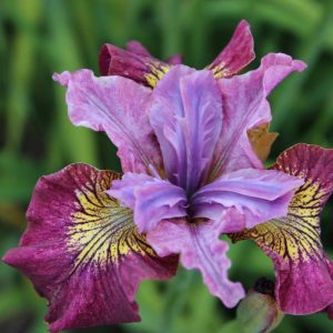 Iris sibirica Peacock Butterfly® Miss Apple®