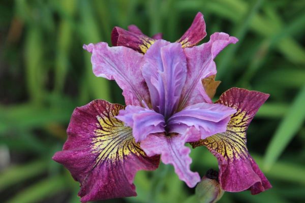 Iris sibirica Peacock Butterfly® Miss Apple®