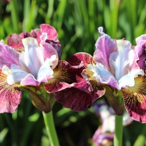 Iris sibirica Peacock Butterfly® Painted Woman®