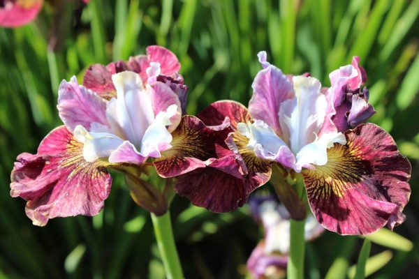 Iris sibirica Peacock Butterfly® Painted Woman®