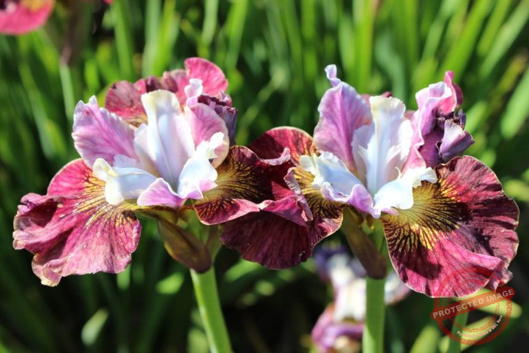 Iris sibirica Peacock Butterfly® Painted Woman® Verschoor Horticulture