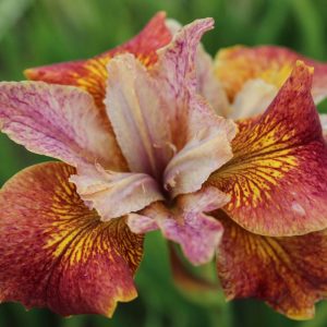 Iris sibirica Peacock Butterfly® Paprikash®
