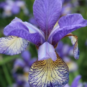 Iris sibirica Peacock Butterfly® Pennywhistle®