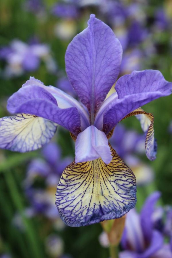 Iris sibirica Peacock Butterfly® Pennywhistle®